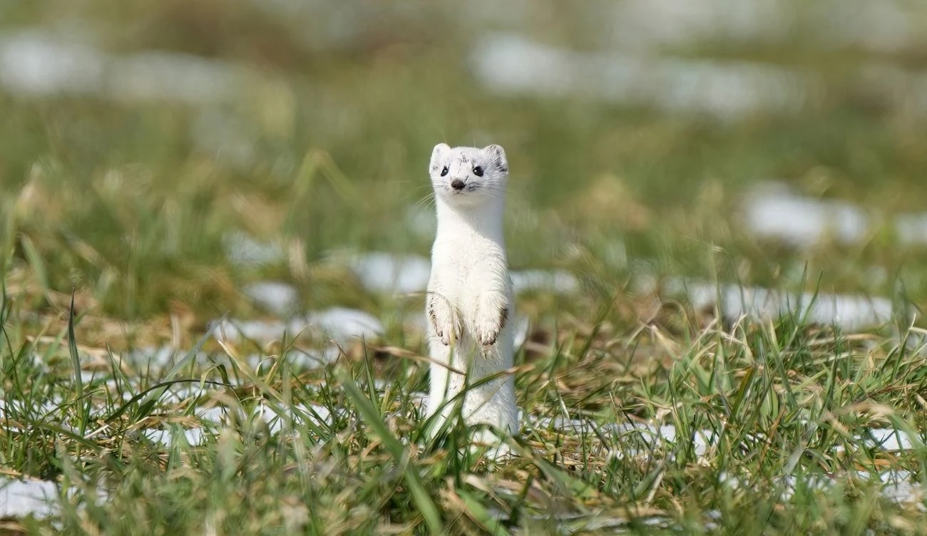 Gronostaj europejski jest bezwzględnym drapieżnikiem o uroczym wyglądzie Biała łasica stojąca na tylnych łapach pośród zielonej trawy z resztkami śniegu.