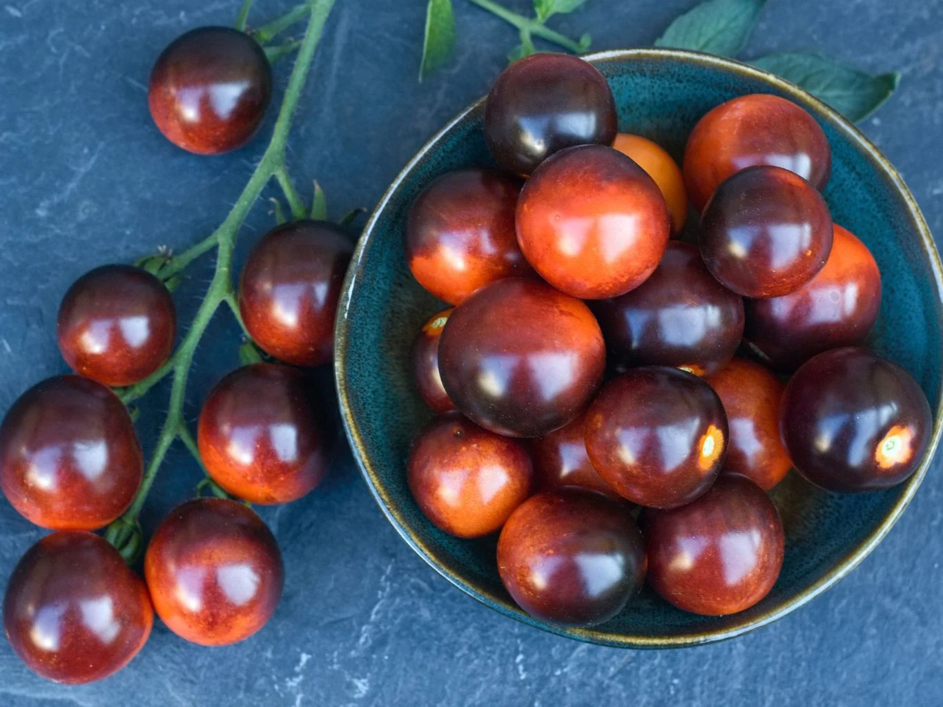 Ciemnoczerwone pomidory koktajlowe 'Indigo Rose' ułożone w misce, obok gałązka z liśćmi i kolejnymi pomidorami na ciemnym tle. Skórka błyszcząca, część owoców wykazuje gradient od jasnopomarańczowego do bordowego.