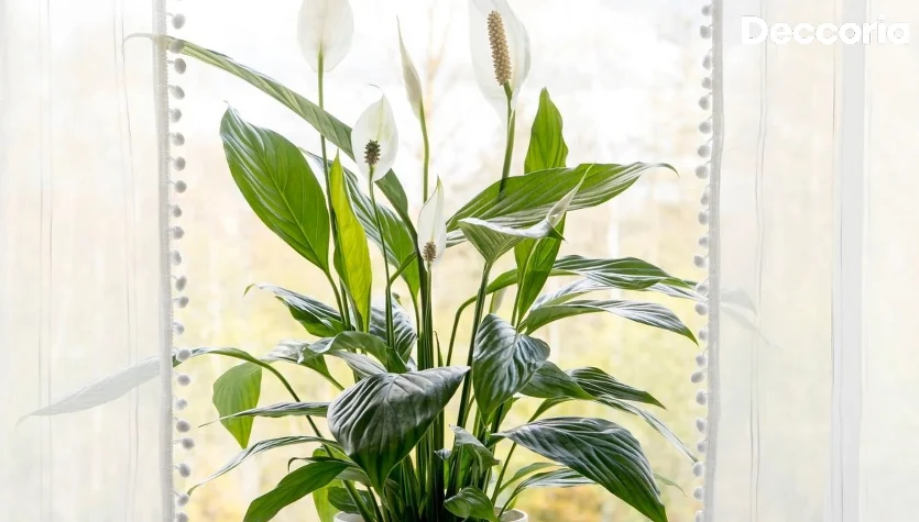 Jak pobudzić skrzydłokwiat do kwitnienia?