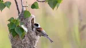W ciągu sezonu buduje takich kilka. To prawdziwy majster wśród ptaków