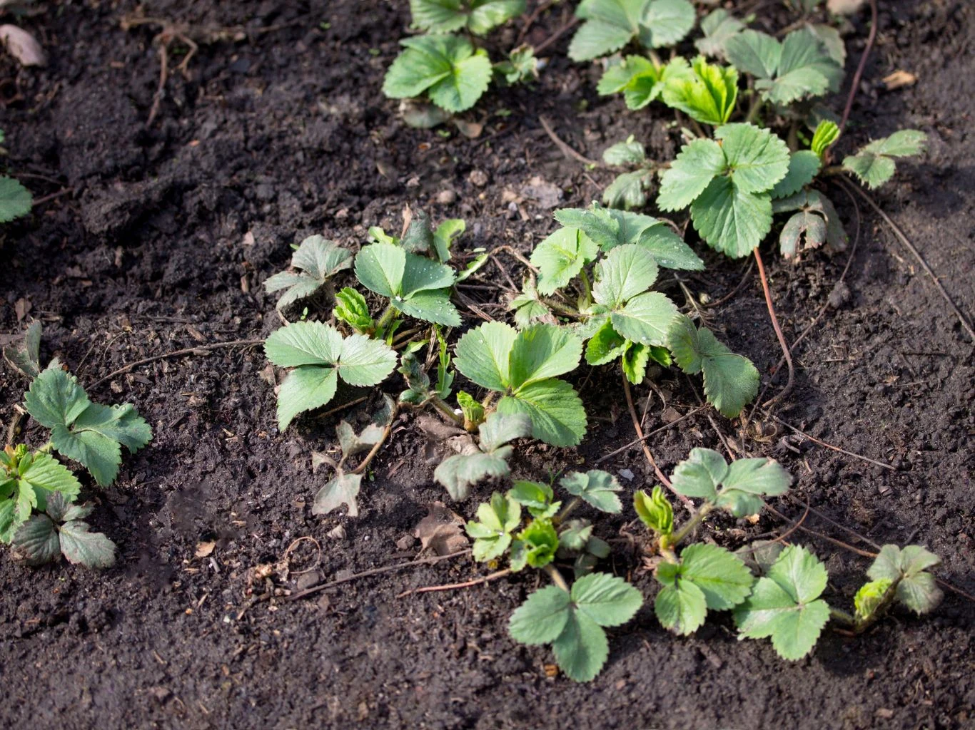 Jak zadbać o truskawki w lutym? Zielone sadzonki truskawek rozłożone na ciemnej, wilgotnej ziemi, młode liście wyraźnie kontrastują z tłem.