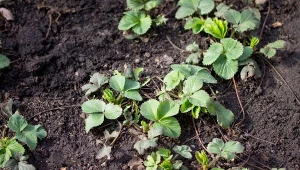 Śmiało syp wokół truskawek. Owoce będziesz zbierać garściami
