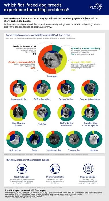 Które rasy psów o płaskiej kufie mają problemy z oddychaniem? Infografika przedstawia różne rasy psów brachycefalicznych i ryzyko występowania u nich zespołu obturacyjnych dróg oddechowych. W centrum znajdują się dane dotyczące pekińczyka jako rasy szczególnie narażonej na poważne problemy oddechowe. Poniżej zapr...