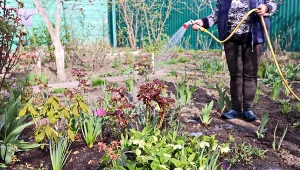Trawnik uschnie, a krzewy będą słabo kwitły. Uważaj na ten błąd