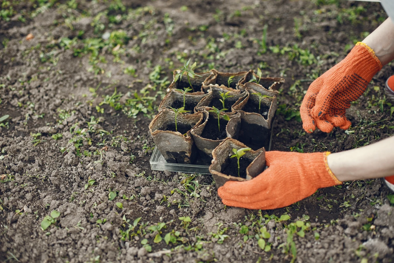 Ręce w pomarańczowych rękawicach ogrodniczych układają sadzonki w biodegradowalnych doniczkach na wilgotnej glebie, dookoła widoczna ziemia z nielicznymi zielonymi roślinami.