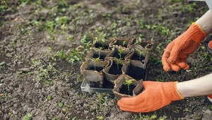 Warzywa można siać na rozsady lub do gruntu. Kluczowy jest termin
