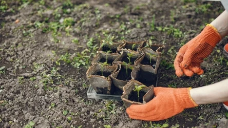 Warzywa można siać na rozsady lub do gruntu. Kluczowy jest termin