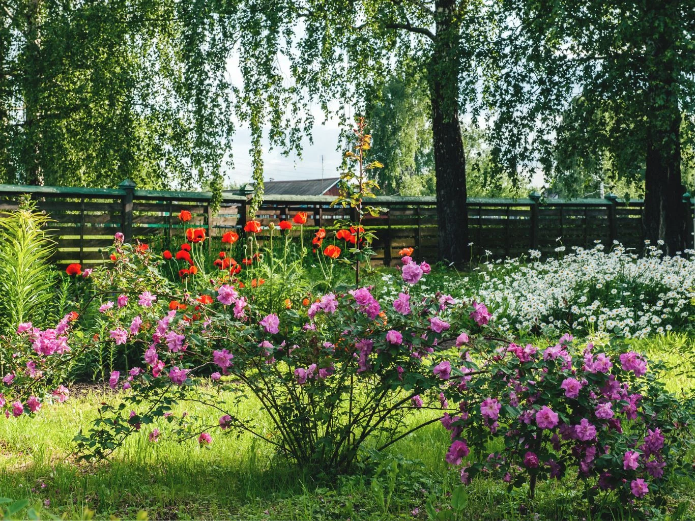 Ogród pełen kwitnących kwiatów w żywych kolorach, z przewagą różowych róż, czerwonych maków oraz białych roślin w tle. Wśród roślin widoczna gęsta, zielona trawa i drzewa, a całość otoczona jest drewnianym płotem, przez który widać fragment domu.