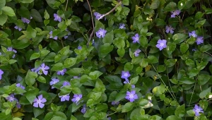 Rośliny okrywowe są jedną z metod radzenia sobie z chwastami