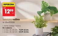Roślina w doniczce Ok.