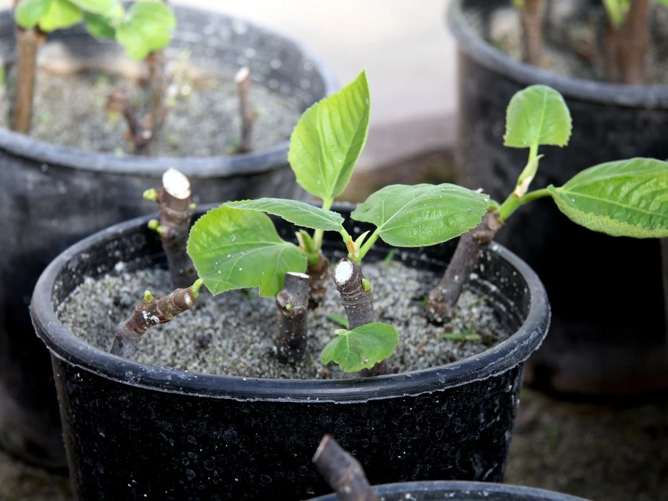 Zdrewniałe sadzonki można posadzić w doniczkach lub pojemnikach Młode sadzonki roślin w czarnych doniczkach wypełnionych ziemią.