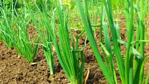 Superzdrowa odmiana cebuli. Łatwiejsza w uprawie i przechowywaniu