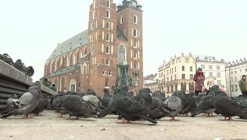 "Wydarzenia": Kraków wprowadzi program antykoncepcji dla gołębi
