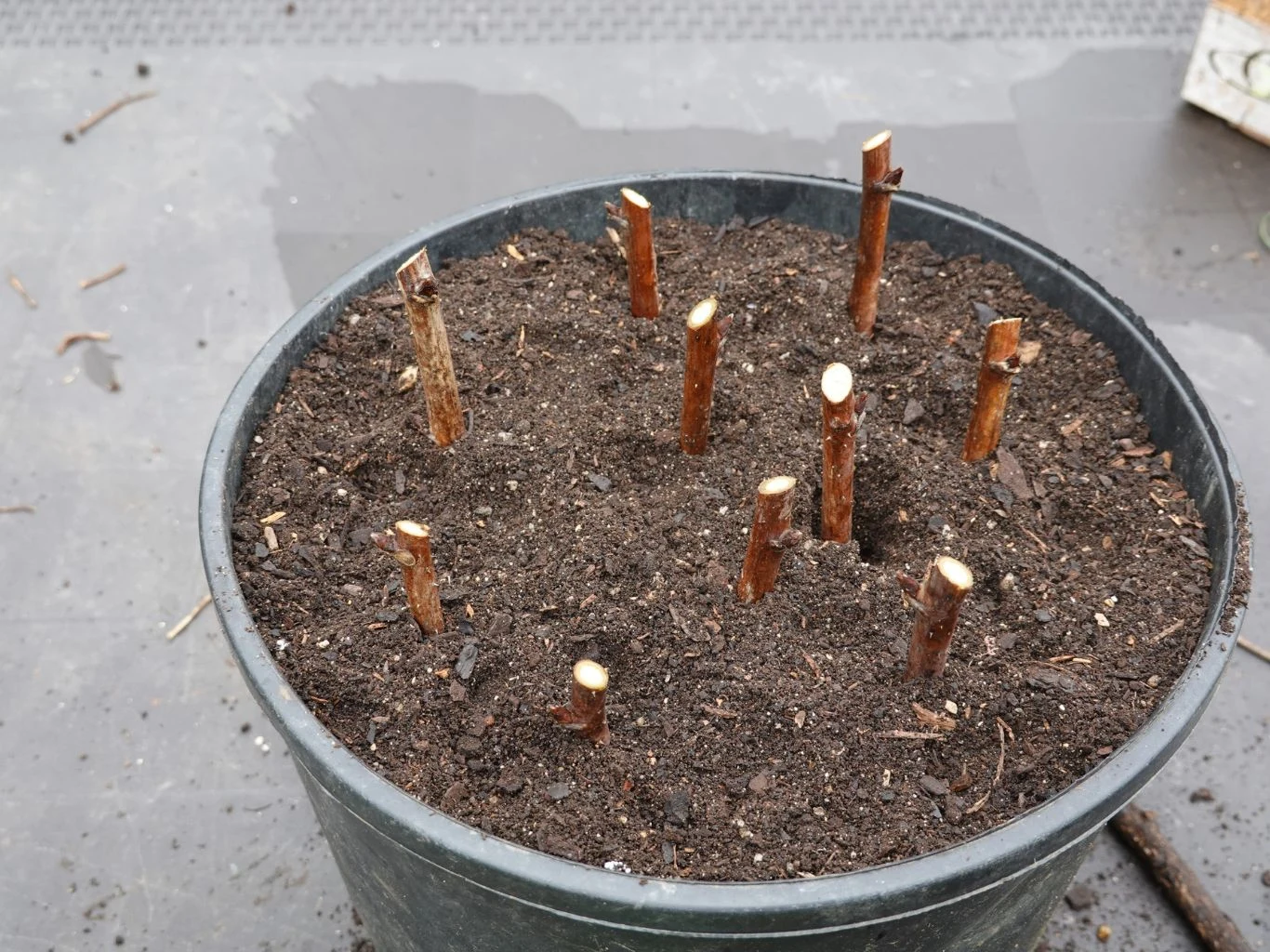 Sadzonki pobrane w lutym mają przed sobą jeszcze około trzech miesięcy na powolne ukorzenianie. Czarny doniczkowy pojemnik wypełniony ziemią z wetkniętymi pionowo kilkunastoma przyciętymi gałązkami, sugerującymi ukorzenianie lub rozmnażanie roślin.