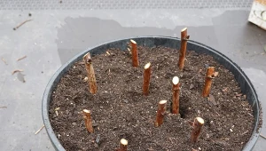 Rozmnożysz je w lutym. Forsycja i hortensja ukorzenią się bez problemu