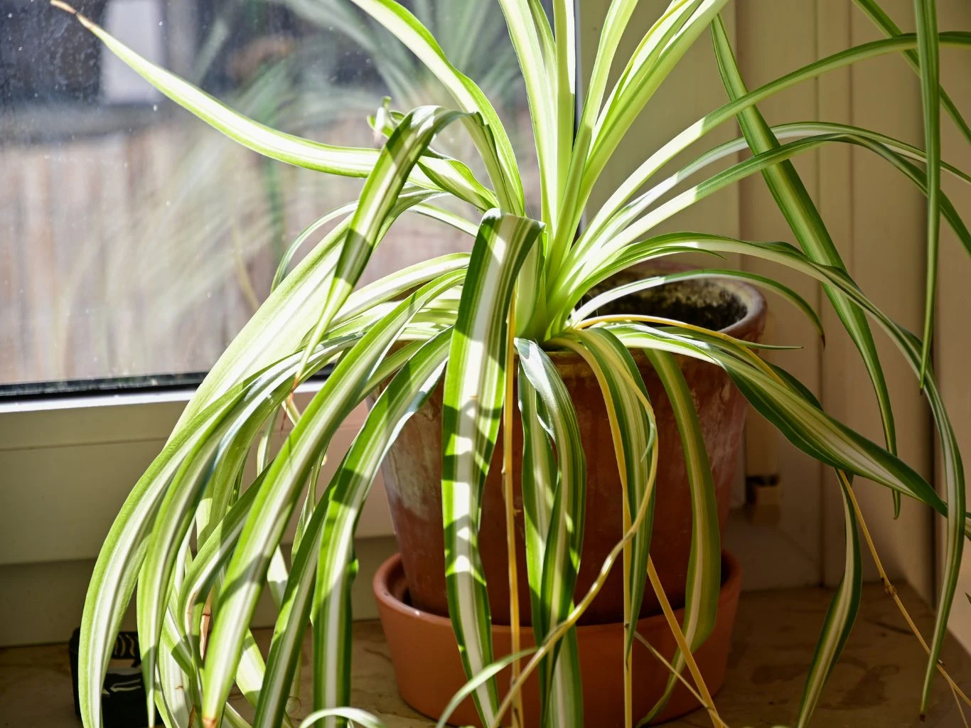 Zielistka w pomarańczowej doniczce na parapecie okiennym, roslina ma jasnozielone liście z białymi paskami.