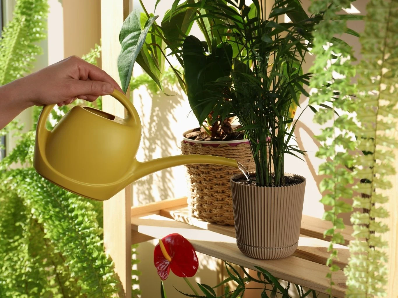 Ręka podlewa roślinę doniczkową za pomocą żółtej konewki. 