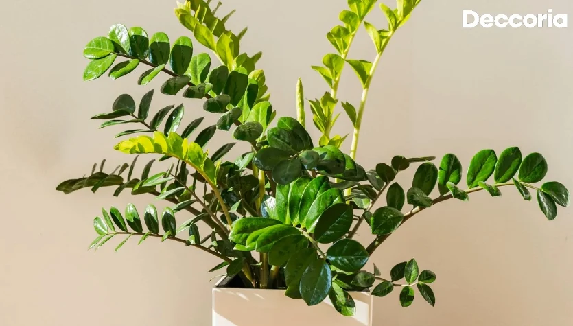 Zamiokulkas wypuści dużo nowych liści