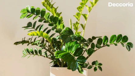 Zamiokulkas wypuści dużo nowych liści