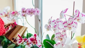 Przegotuj i podlewaj raz na 2 tygodnie. Storczyk szybko wypuści pędy