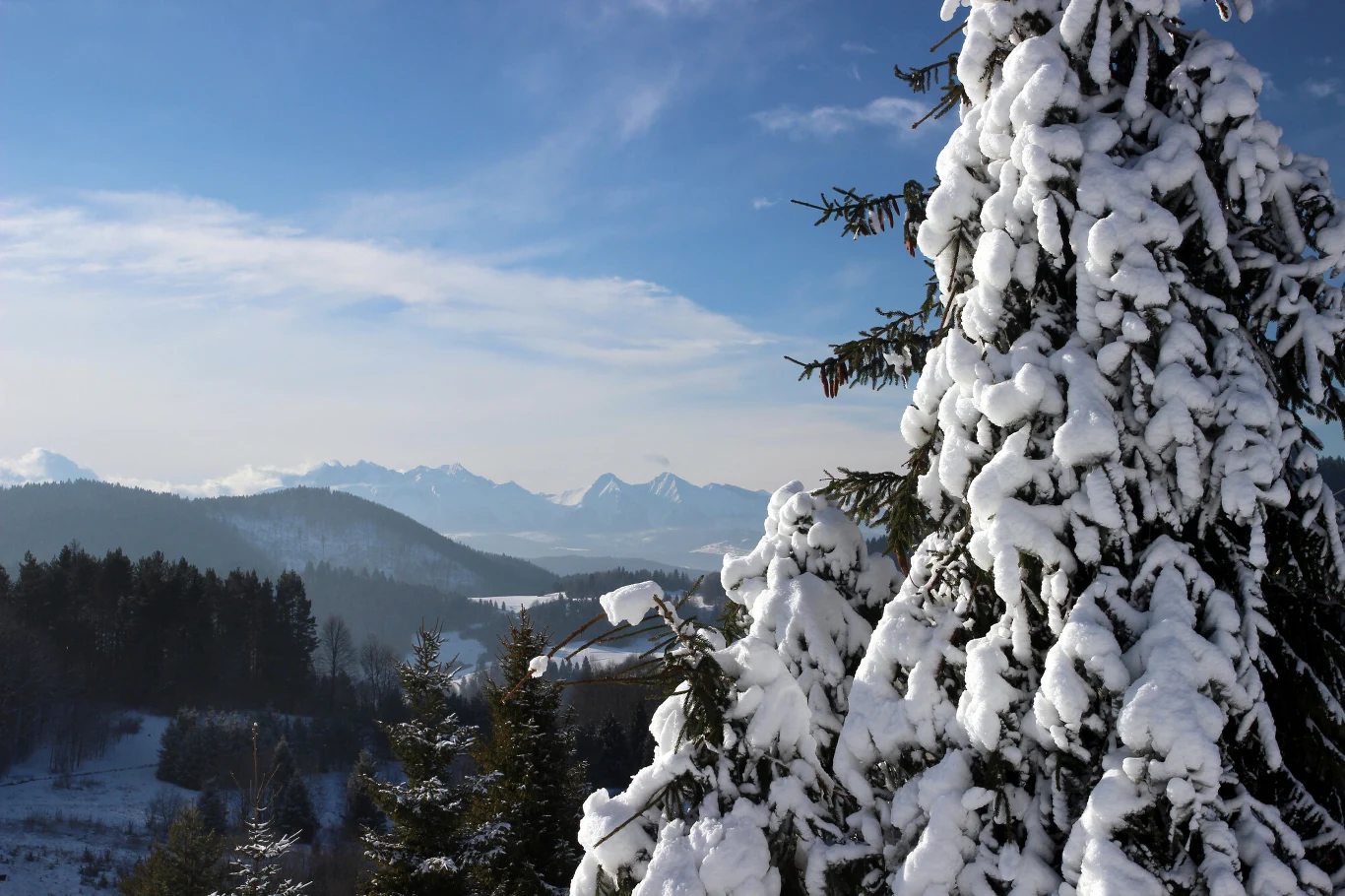 Widok ze szczytu Palenicy na Tatry Pokryte śniegiem drzewo iglaste na pierwszym planie z rozległym widokiem na góry i lasy w tle oraz błękitnym niebem.