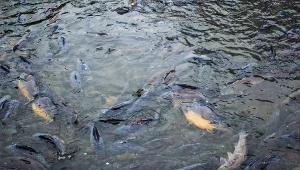 Termin Homogenocen pojawił się nawet wcześniej niż Antropocen