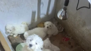 Dramat w nielegalnej hodowli. Wszystko wyszło na jaw w tragicznej sytuacji