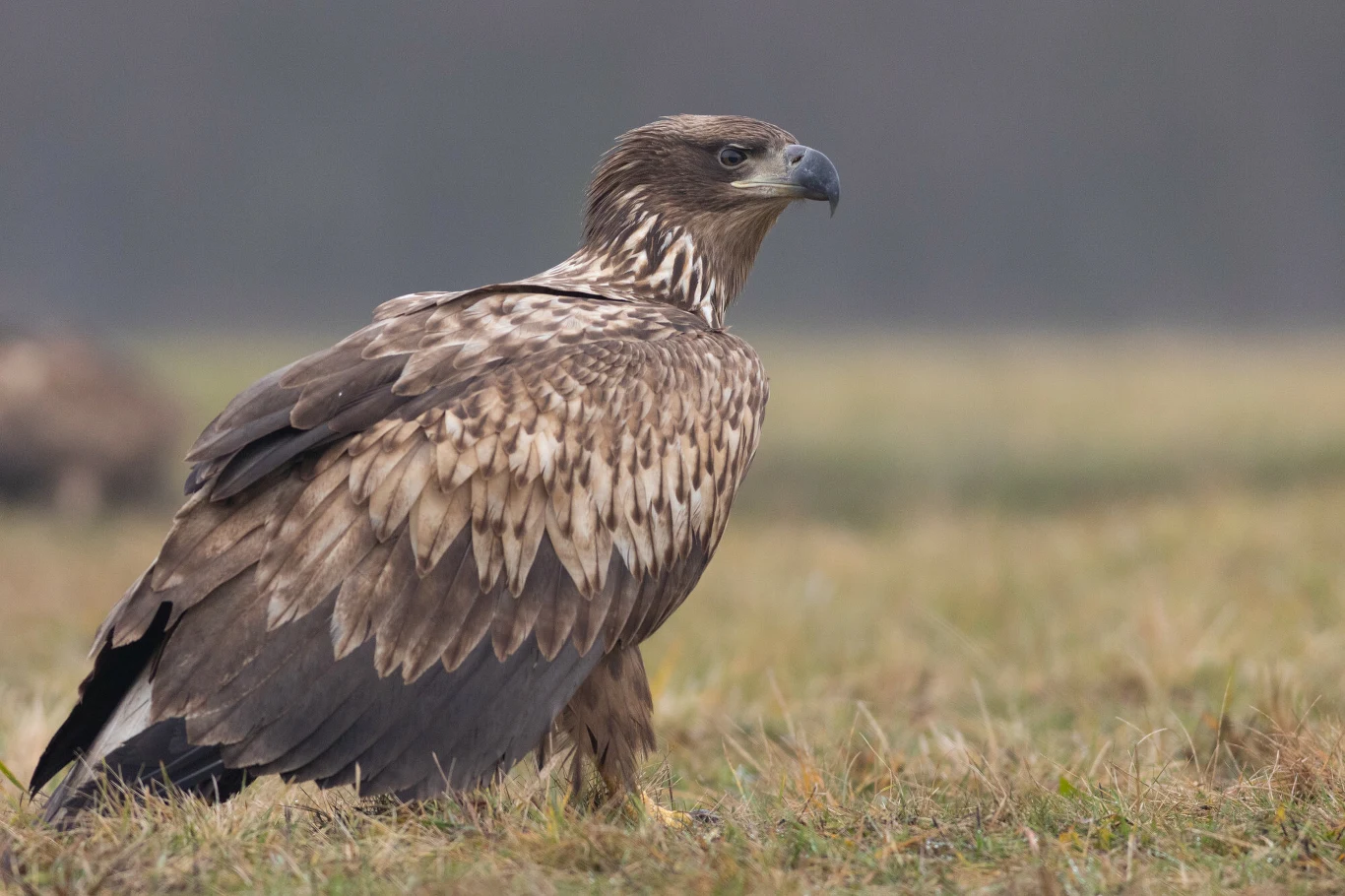 Bielik siedzący na trawie z rozpostartymi skrzydłami, wyraźnie widoczne brązowe i białe pióra, tło rozmyte, naturalne środowisko ptaka drapieżnego.