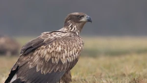 Największe ptaki Polski były na krawędzi wymarcia. Teraz mamy wielki sukces