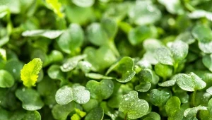 Wysiej tam, gdzie będziesz sadzić ogórki. Spulchnia i odżywia glebę