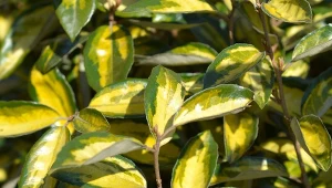 Zapomnij o tui. Ten krzew robi “zieloną ścianę”, do tego pachnie obłędnie 