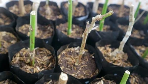 Hortensja ukorzeni się raz-dwa. Dobry sposób na darmowe rośliny w ogrodzie