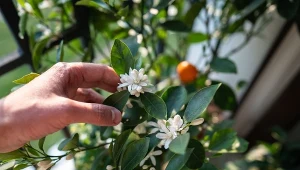 Cytrus, który z łatwością możesz uprawiać w doniczce. Owocuje cały rok