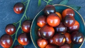 Jak siać pomidory 'Indigo Rose'?