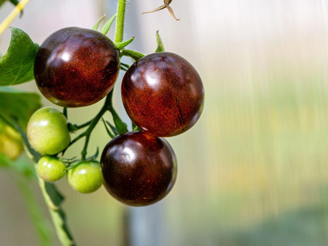 Kilka dojrzałych pomidorów Indigo Rose o ciemnofioletowej, błyszczącej skórce rośnie na gałązce obok mniejszych zielonych owoców otoczonych liśćmi na tle rozmytego tła.