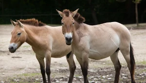 Przewalski horse (Equus ferus przewalskii), also known as the Asian wild horse.