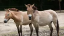 Przewalski horse (Equus ferus przewalskii), also known as the Asian wild horse.