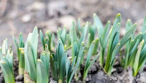Podlej, gdy wyjdą z ziemi. Nie zliczysz żółtych kwiatów w ogrodzie