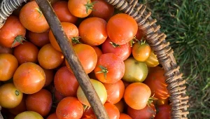 Planowanie rozmieszczania upraw w nadchodzącym sezonie jest kluczem do obfitych plonów