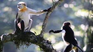 Rokselany zadartonose to ekstremalnie rzadkie małpy z Indochin