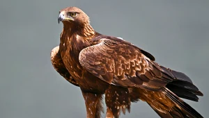 To jedne z najszybszych ptaków świata. W Polsce są pod ścisłą ochroną 