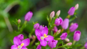 Mało znana roślina z polskiego ogrodu. Pomaga na trawienie