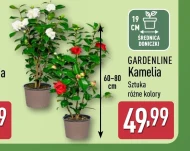 Kamelia Gardenline