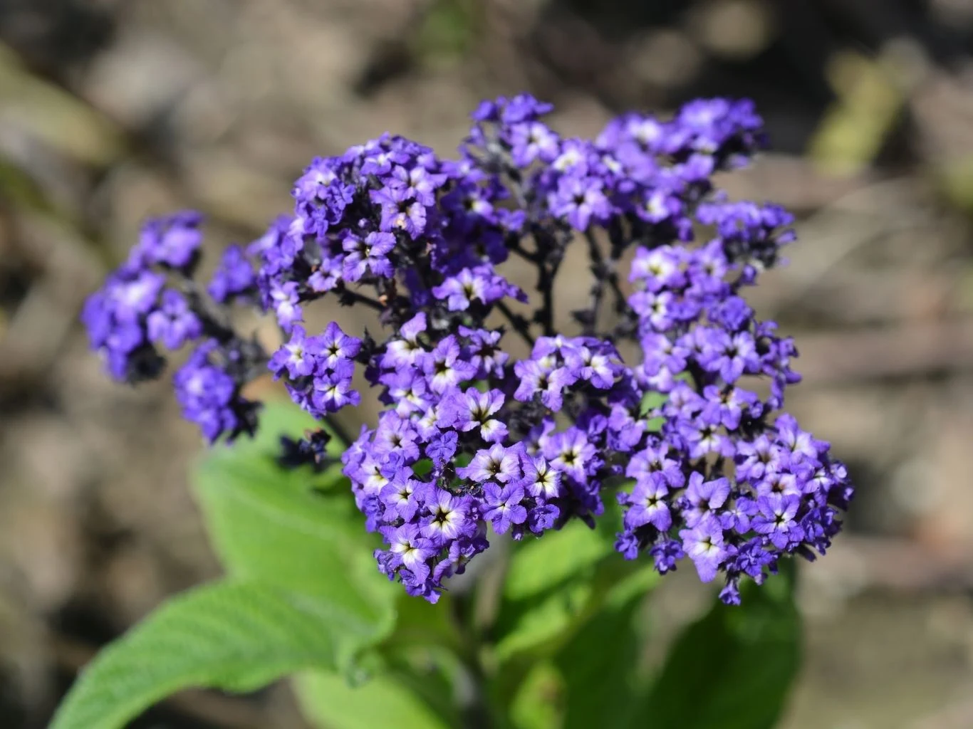 Heliotrop peruwiański potrafi odstraszać komary Fioletowe kwiaty heliotropu wyrastające w zwartej grupie na zielonym tle liści.