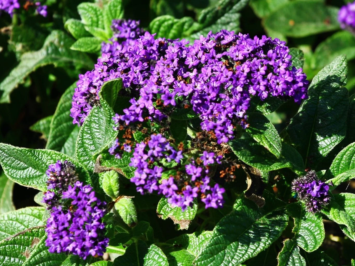 Heliotrop peruwiański idealnie nadaje się do zakrycia mniej estetycznych miejsc ogrodzie Kwiaty heliotropu o intensywnie fioletowej barwie otoczone zielonymi, pomarszczonymi liśćmi.