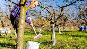 Jak zregenerować drzewa owocowe po zimie?