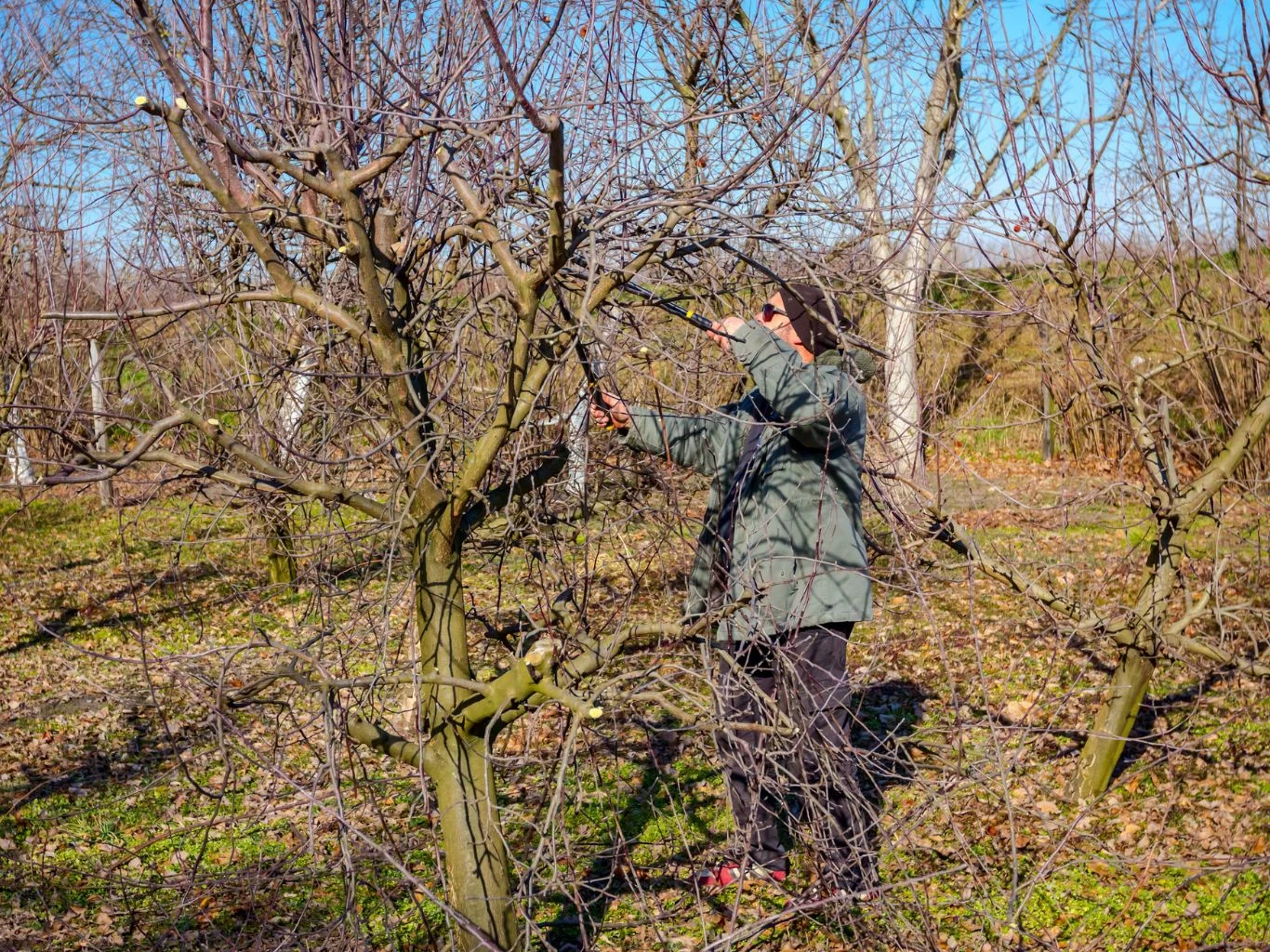 Osoba przycina gałęzie drzewa owocowego w sadzie podczas słonecznego dnia, wokół widoczne są bezlistne drzewa i świeża trawa.
