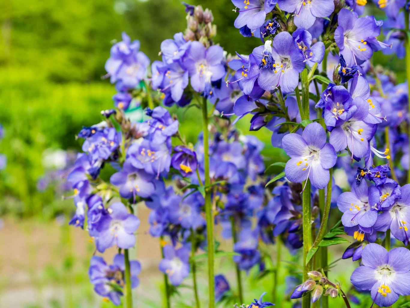 Jak uprawiać wielosił błękitny w ogrodzie? Wielosił błękitny (Polemonium caeruleum) w trakcie kwitnienia.
