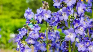 Jak uprawiać wielosił błękitny w ogrodzie?