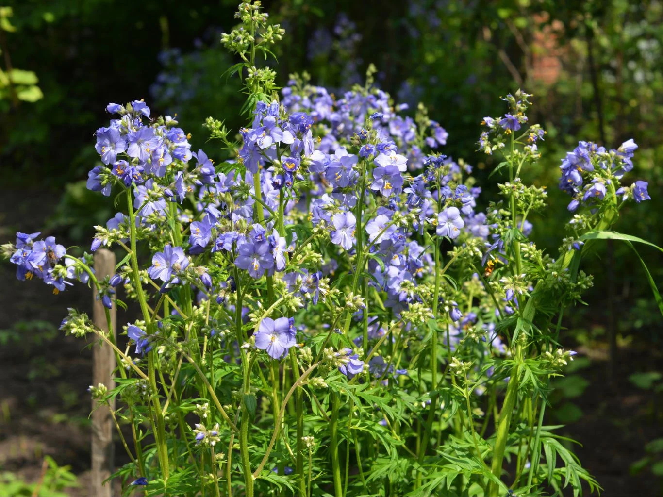 Wielosił błękitny zachwyca kwiatami i bujną rozetą liści. Wielosił błękitny (Polemonium caeruleum) kwitnie w ogrodzie.